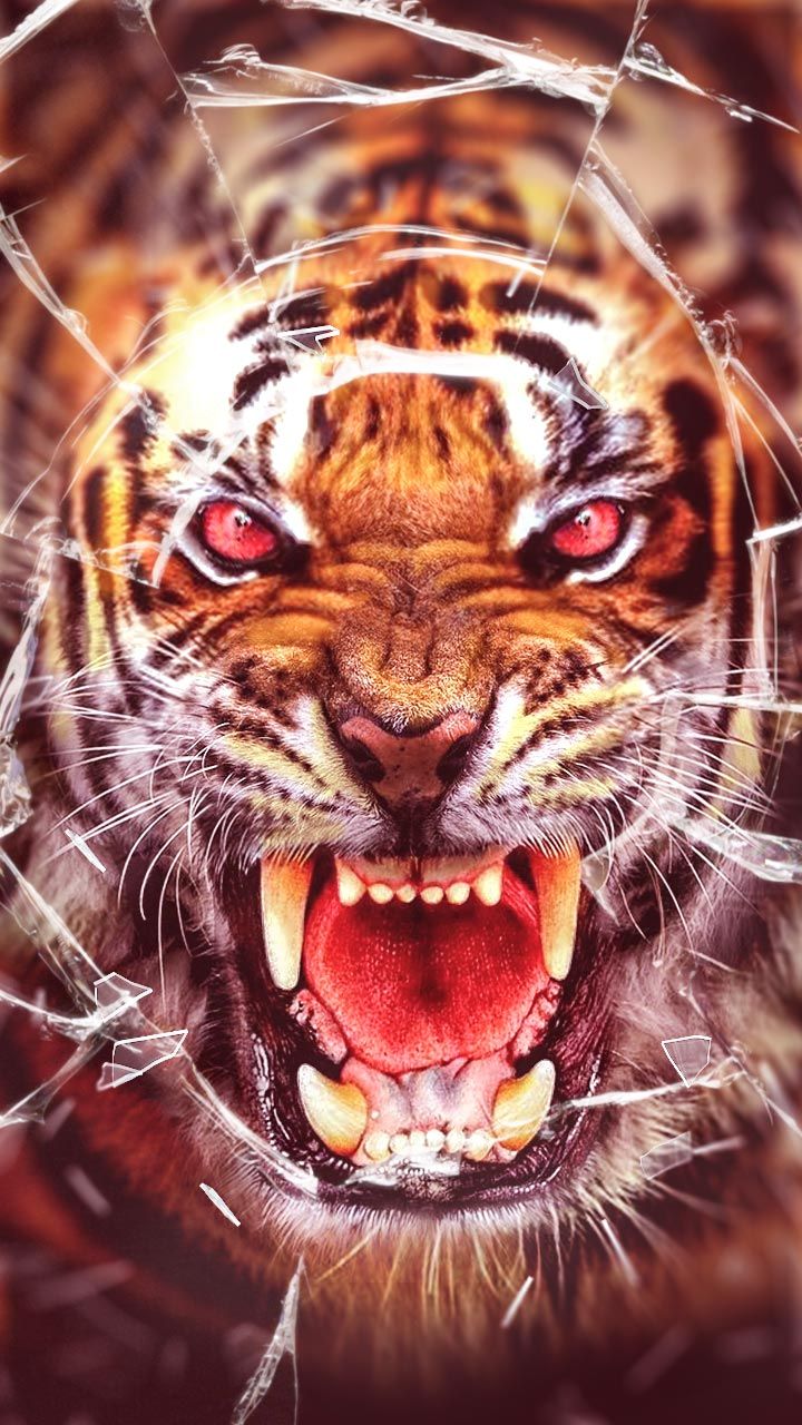 Tigre 3d Sfondi - HD Wallpaper 