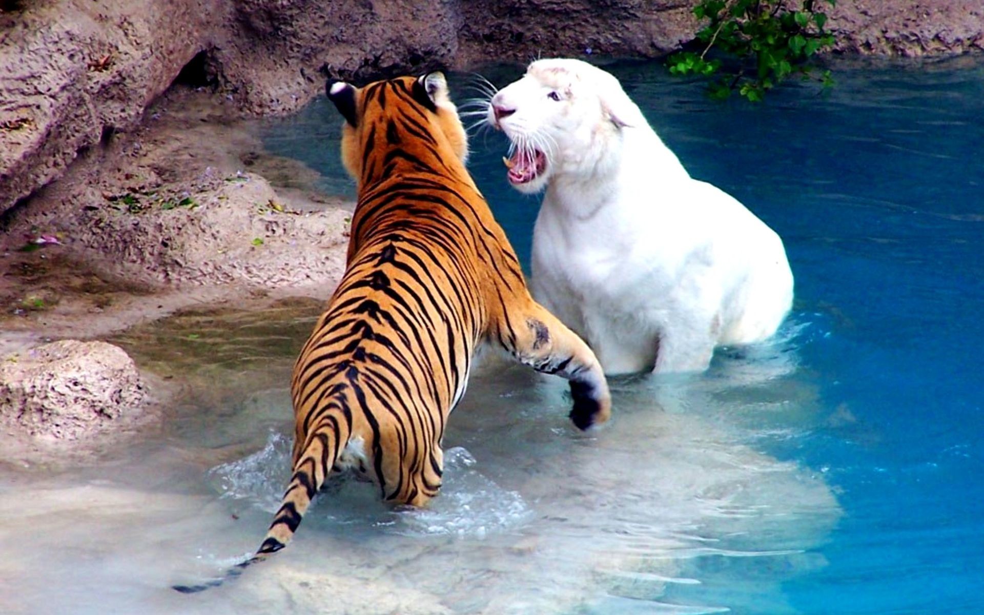 1920x1200, 
 Data Id 329815 
 Data Src /walls/full/3/9/b/329815 - Albino Tiger - HD Wallpaper 