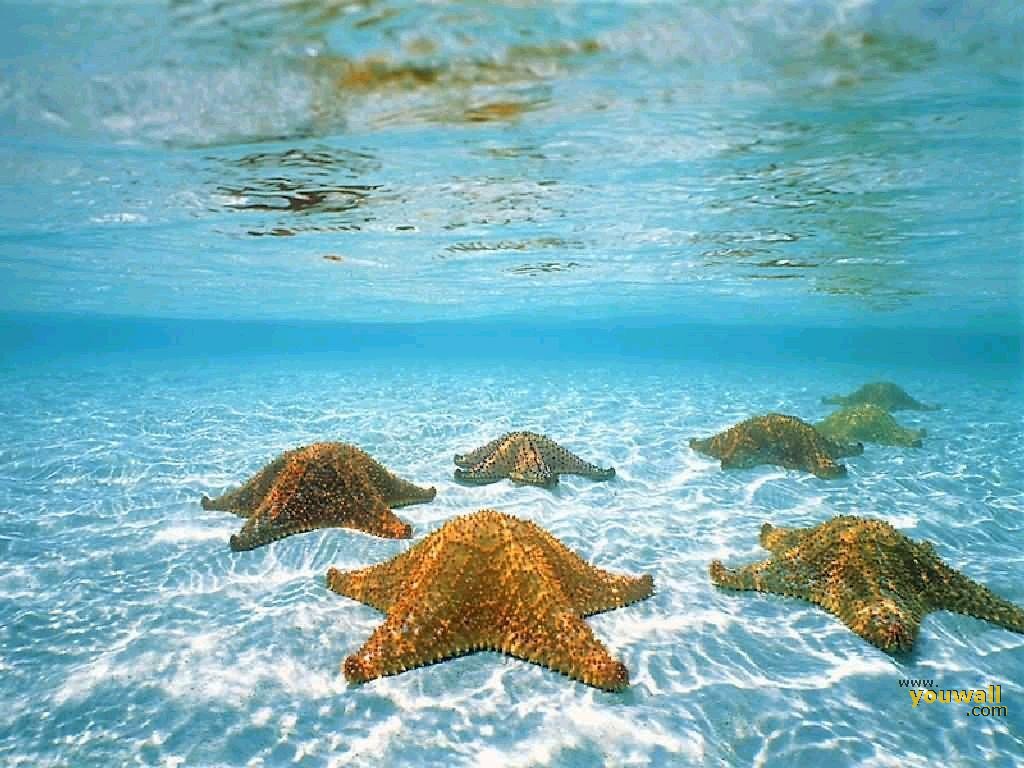 Sea Wallpaper 1080p On Wallpaper Hd 1024 X 768 Px - Starfish In Ocean - HD Wallpaper 