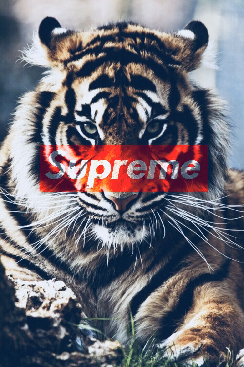 Supreme X Tiger - Fierce Tiger - HD Wallpaper 