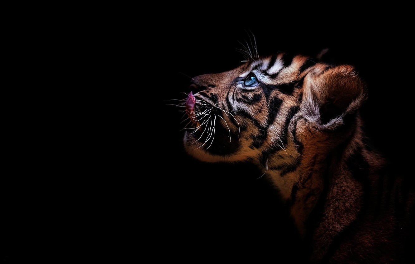 Photo Wallpaper Look, Tiger, Portrait, Profile, Cub, - Tiger Cub Black Background - HD Wallpaper 