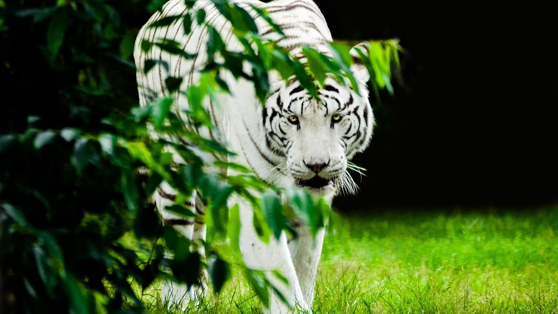 White Tiger Wallpaper - White Wallpaper Tiger - HD Wallpaper 