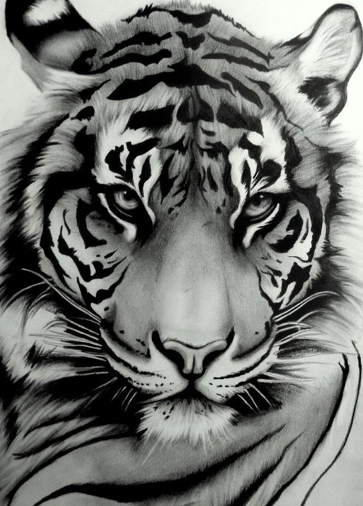 Siberian Tiger Face Drawing - HD Wallpaper 
