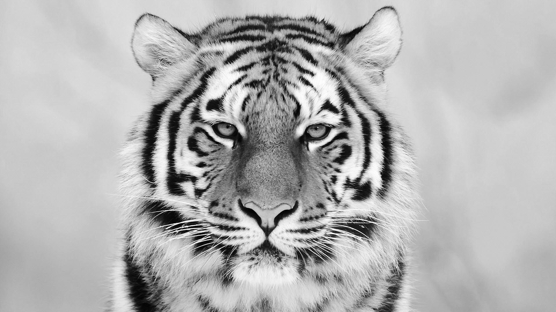 White Tiger Wallpaper Free 
 Src Most Popular Baby - Beautiful Tiger Hd - HD Wallpaper 