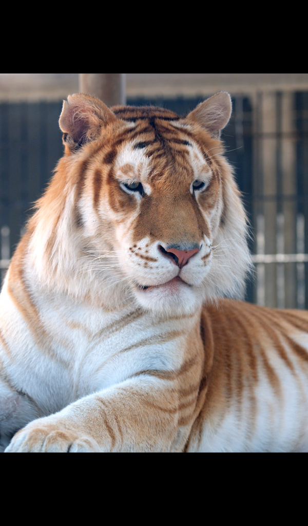 Cougar Mountain Zoo - HD Wallpaper 