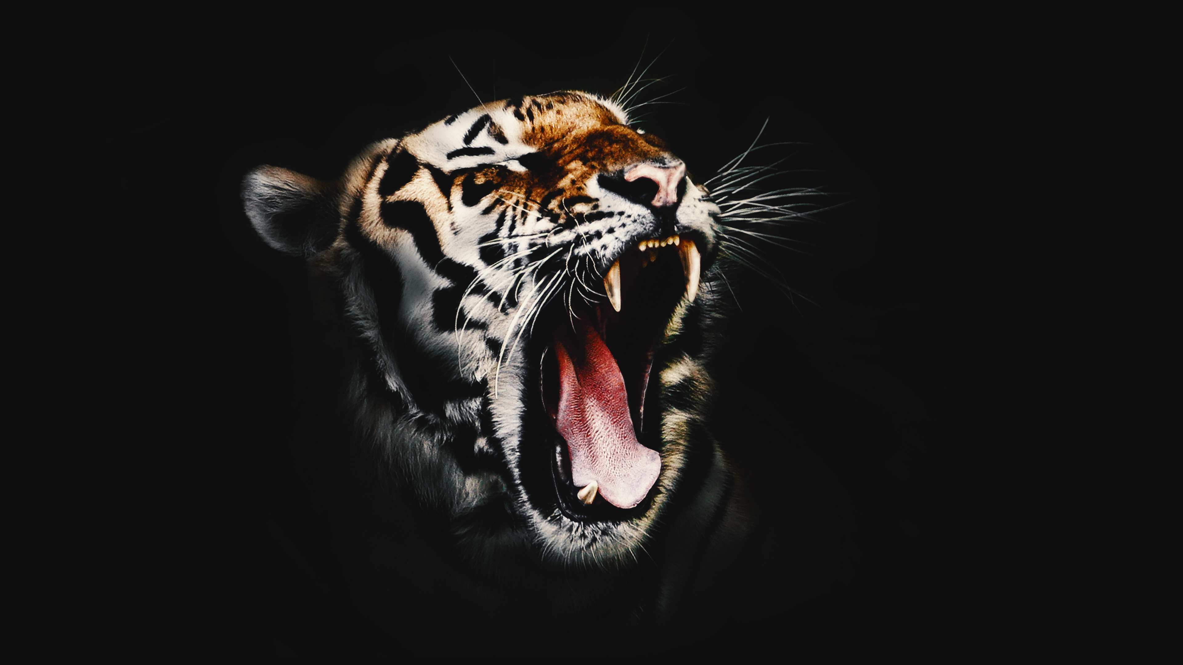 Full Hd Pic Tiger - HD Wallpaper 