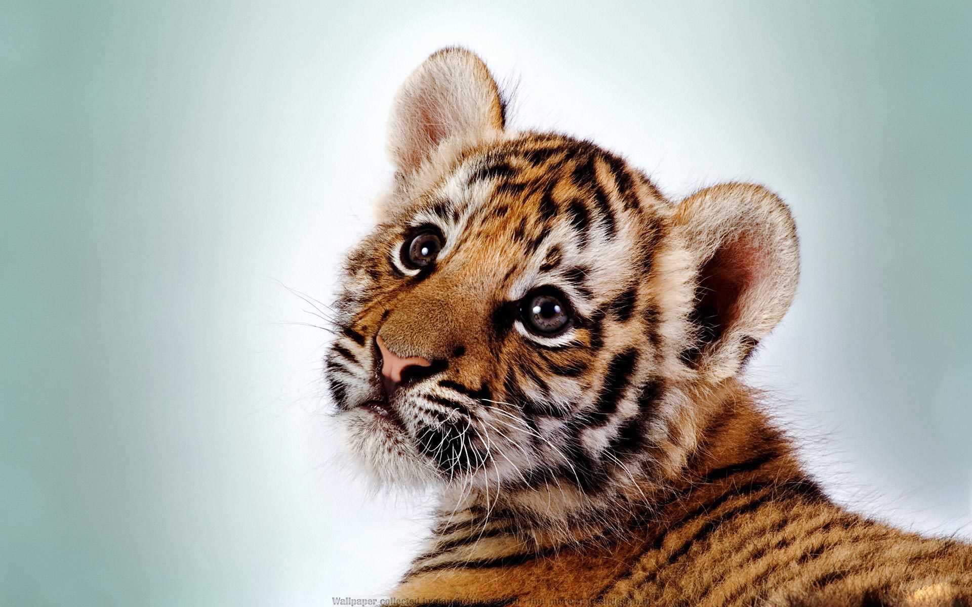 Baby Tiger - HD Wallpaper 