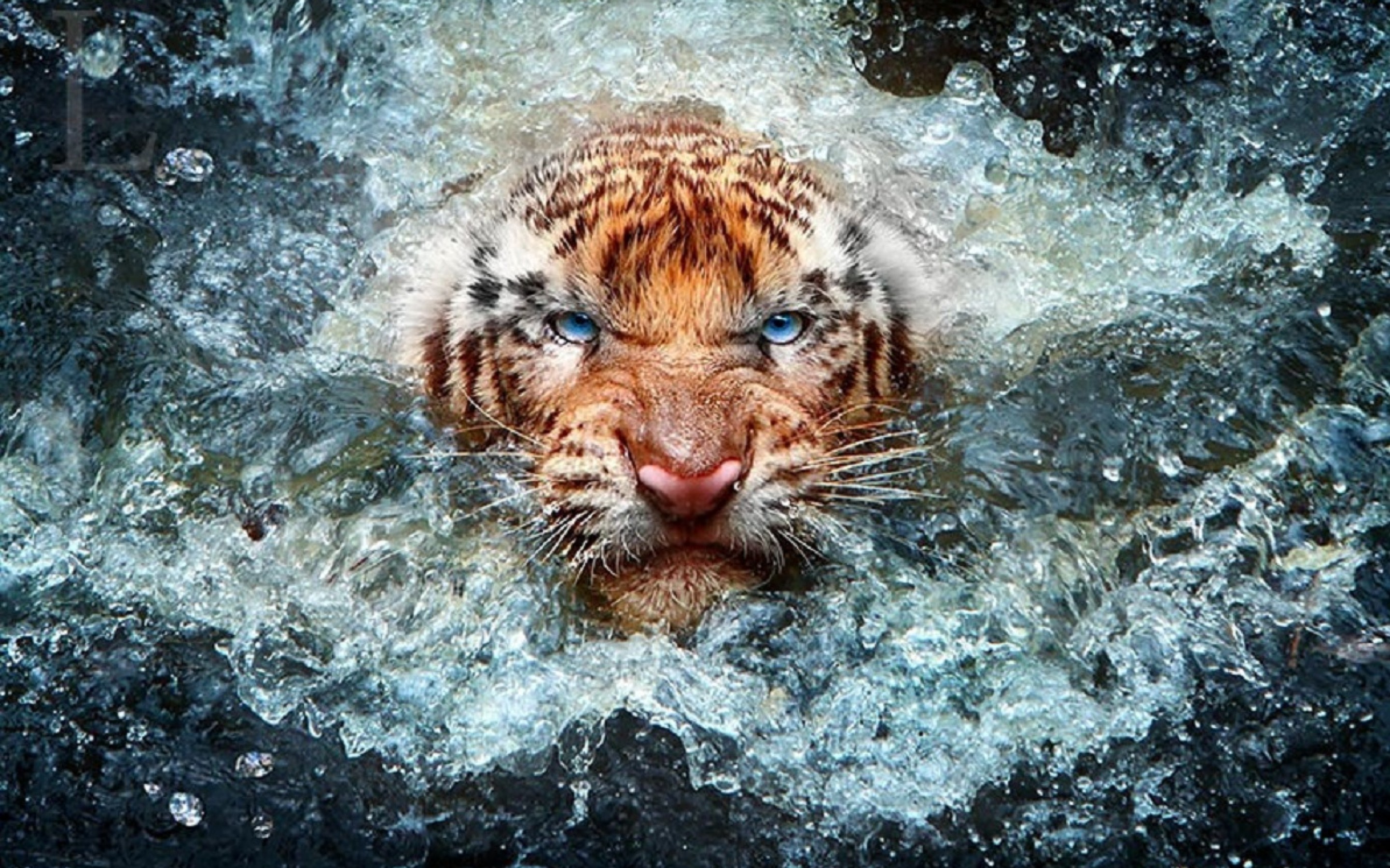 Best Wildlife Photography - HD Wallpaper 