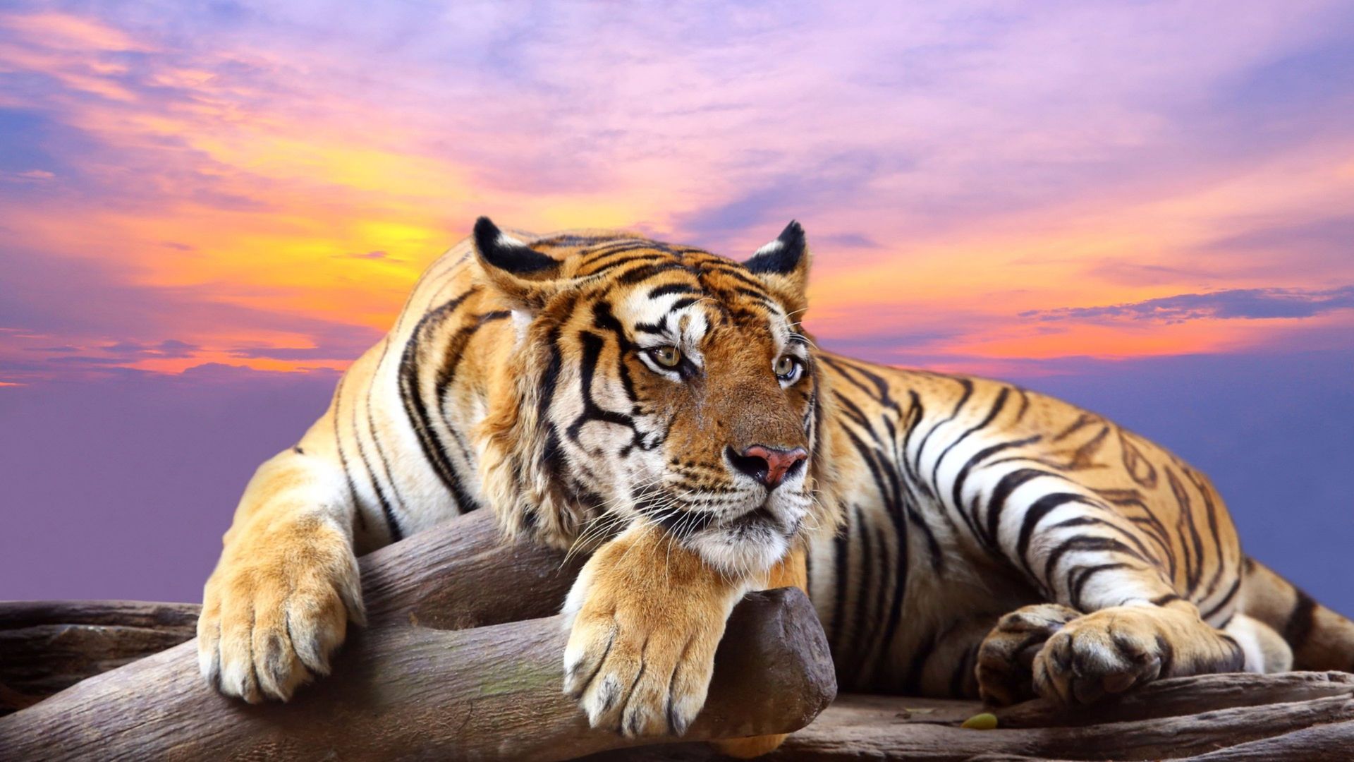 Tiger Sunset Wallpaper - High Resolution Images Animals - HD Wallpaper 