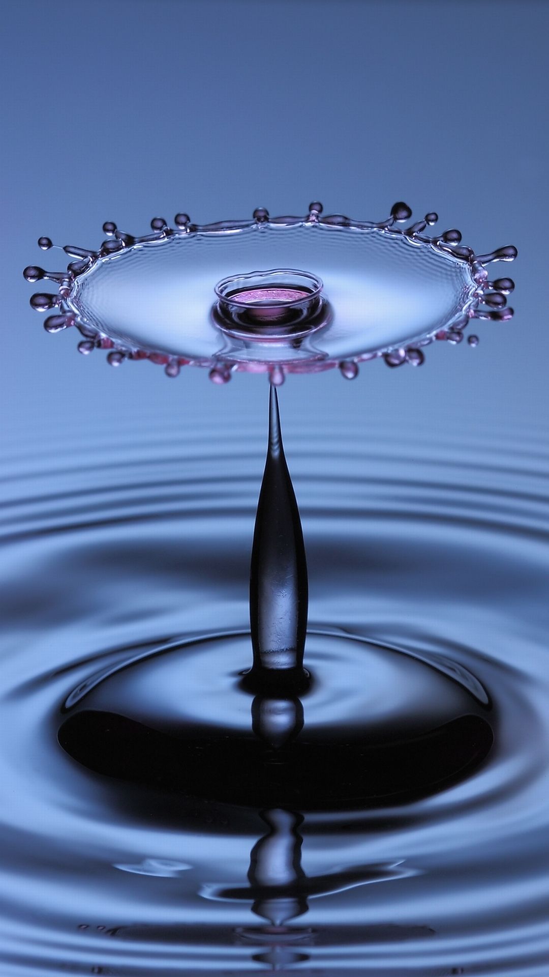 Water Live Wallpaper Download Free - Water Drops On Flower - 1080x1920 Wallpaper Water Live Wallpaper Download Free - Water Drops On Flower - 1080x1920 Wallpaper
