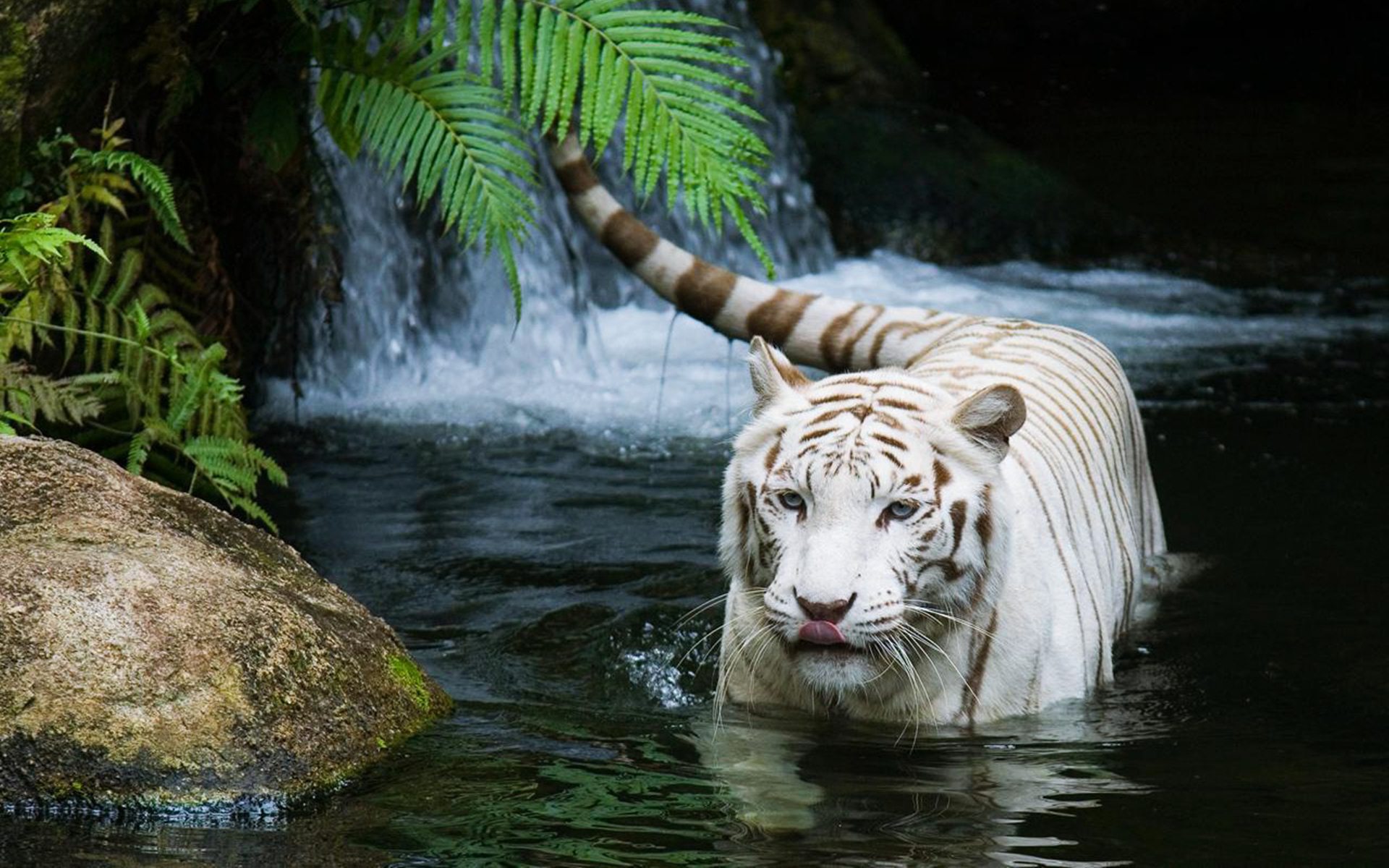 Beautiful Tiger Wallpaper Download - High Resolution White Tiger - HD Wallpaper 