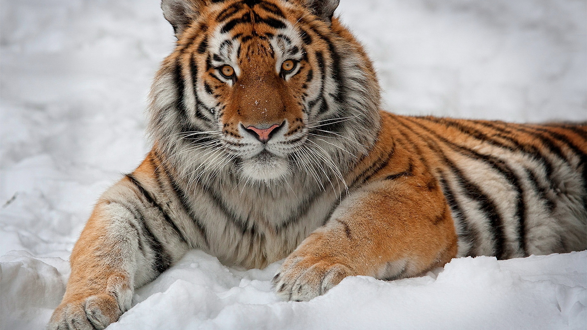 Amur Tiger - HD Wallpaper 