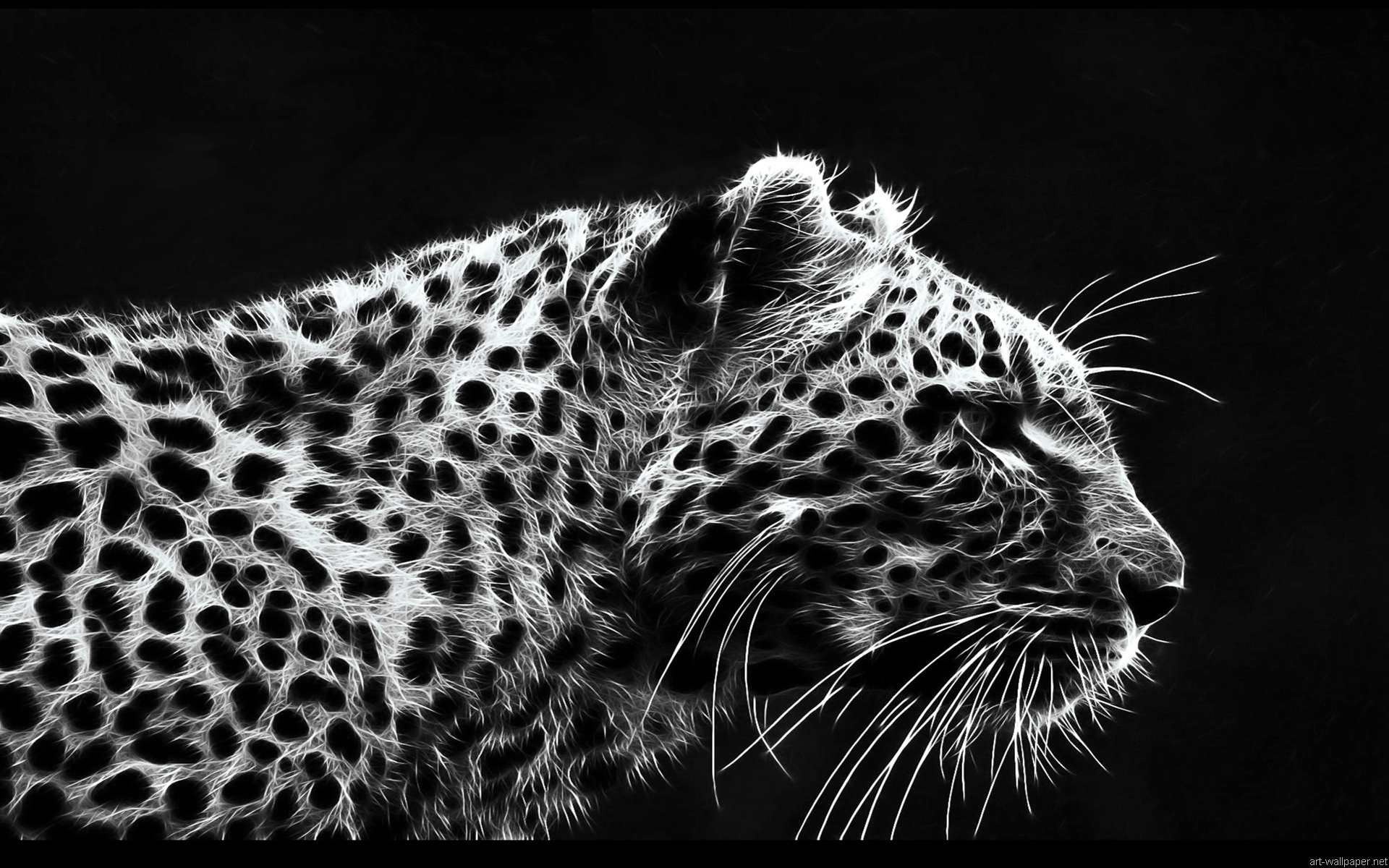 White Tiger Wallpaper Hd - Black Theme Wallpaper Hd Download
