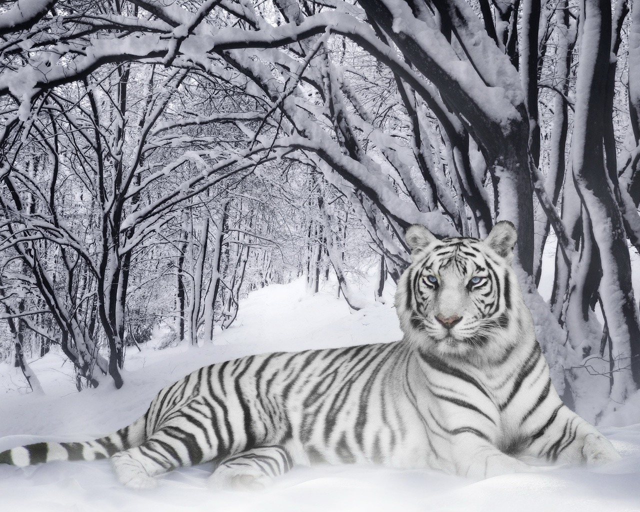 White Tigers With Blue Eyes In Snow - HD Wallpaper 
