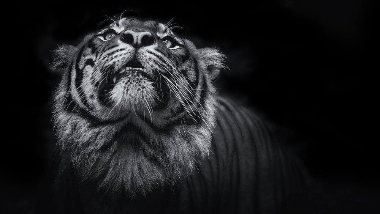8k Wallpaper Black And White - 1280x720 Wallpaper 8k Wallpaper Black And White - 1280x720 Wallpaper