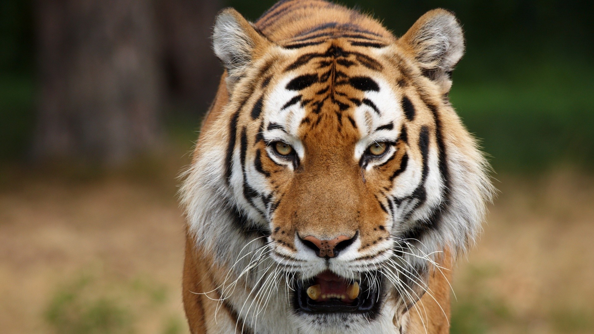 Hd Tiger Face Wallpapers 1080p - 1920x1080 Wallpaper - teahub.io