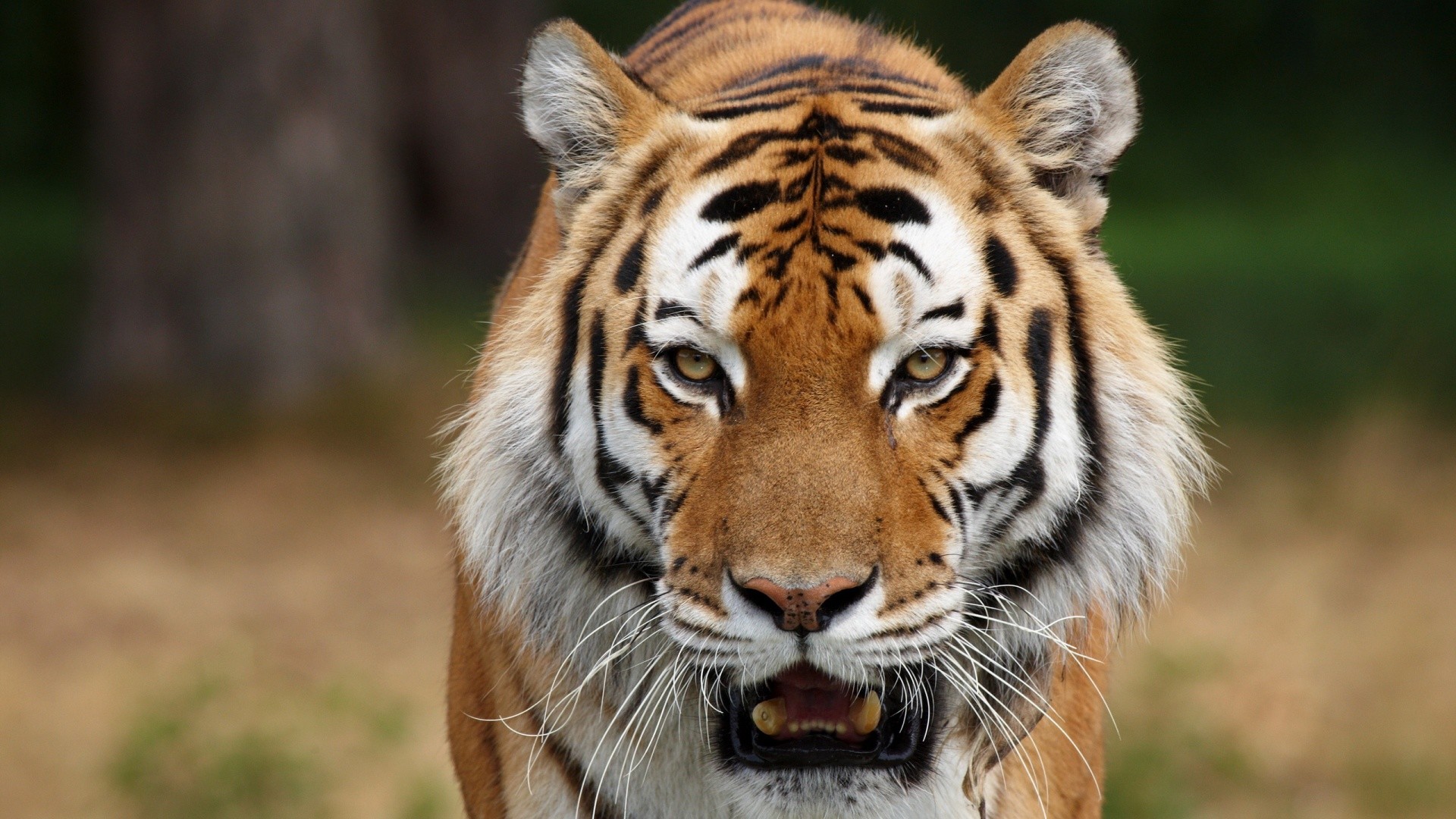 Hd Tiger Face Wallpapers 1080p - HD Wallpaper 