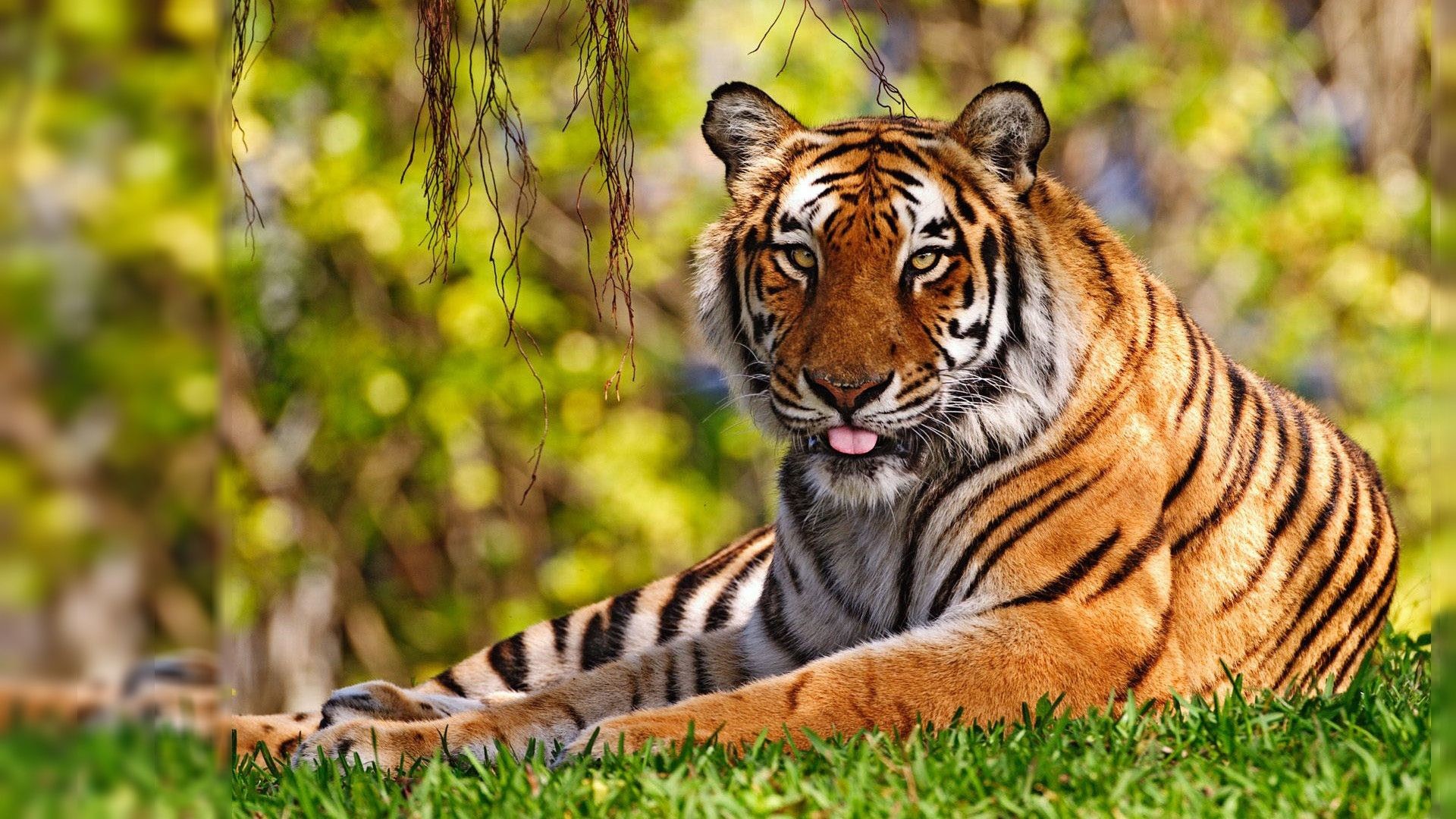 Tiger Desktop Backgrounds Wallpaper 1920ã1080 Tiger - Tiger Desktop Backgrounds - HD Wallpaper 