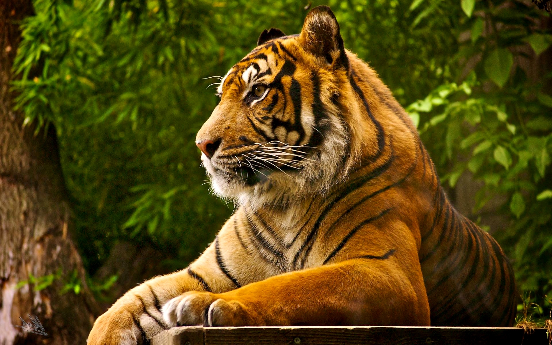 Royal Bengal Tiger Wallpaper - Full Hd Royal Bengal Tiger - HD Wallpaper 