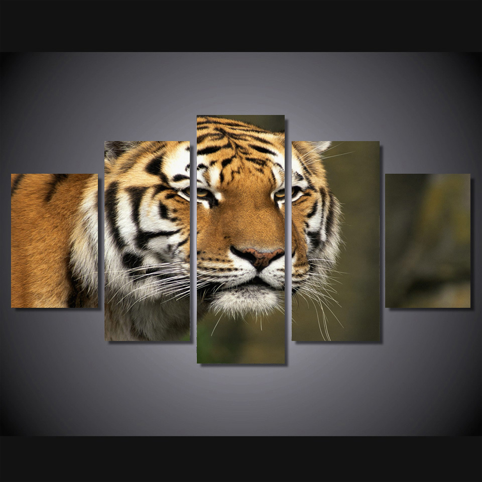 Siberian Tiger - HD Wallpaper 