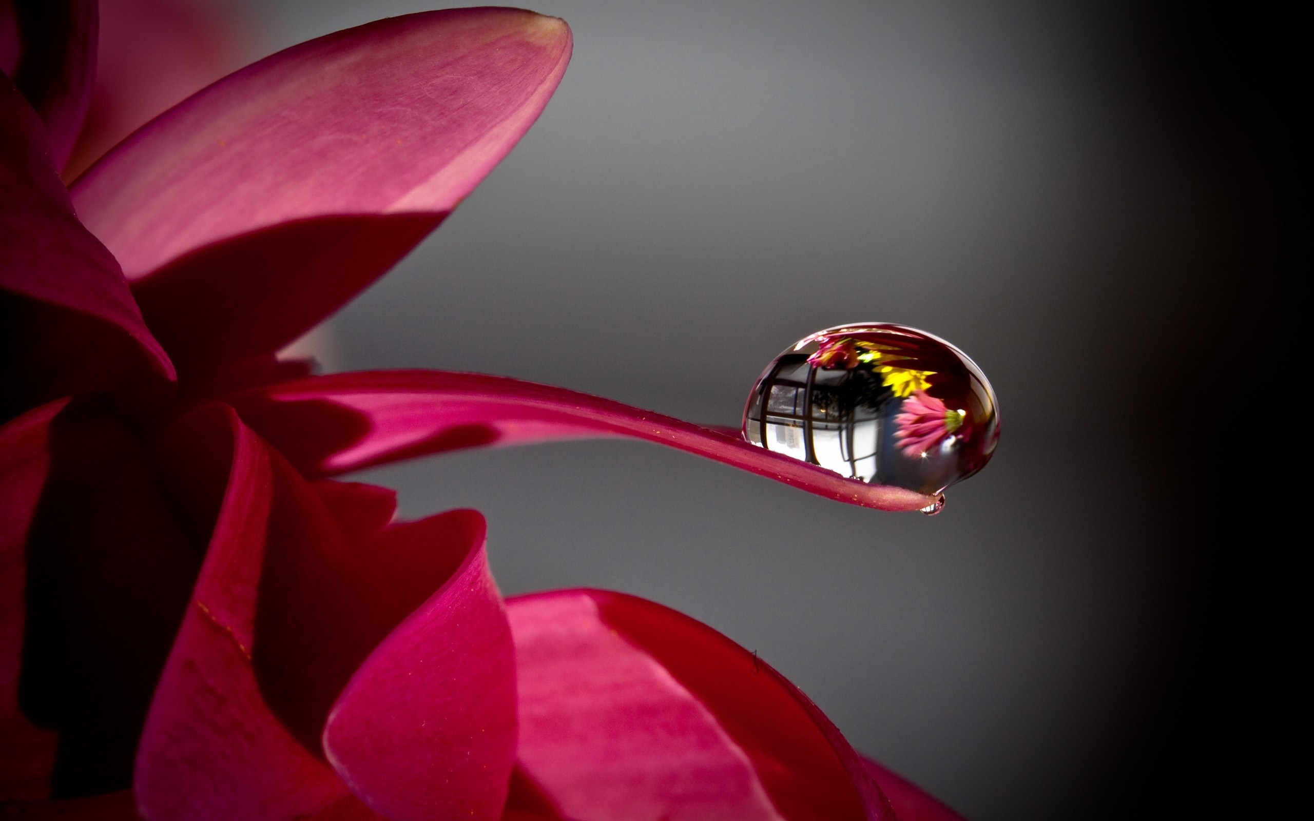 Water Drop Live Wallpaper - Flower With Water Drops Hd - 2560x1600 Wallpaper  