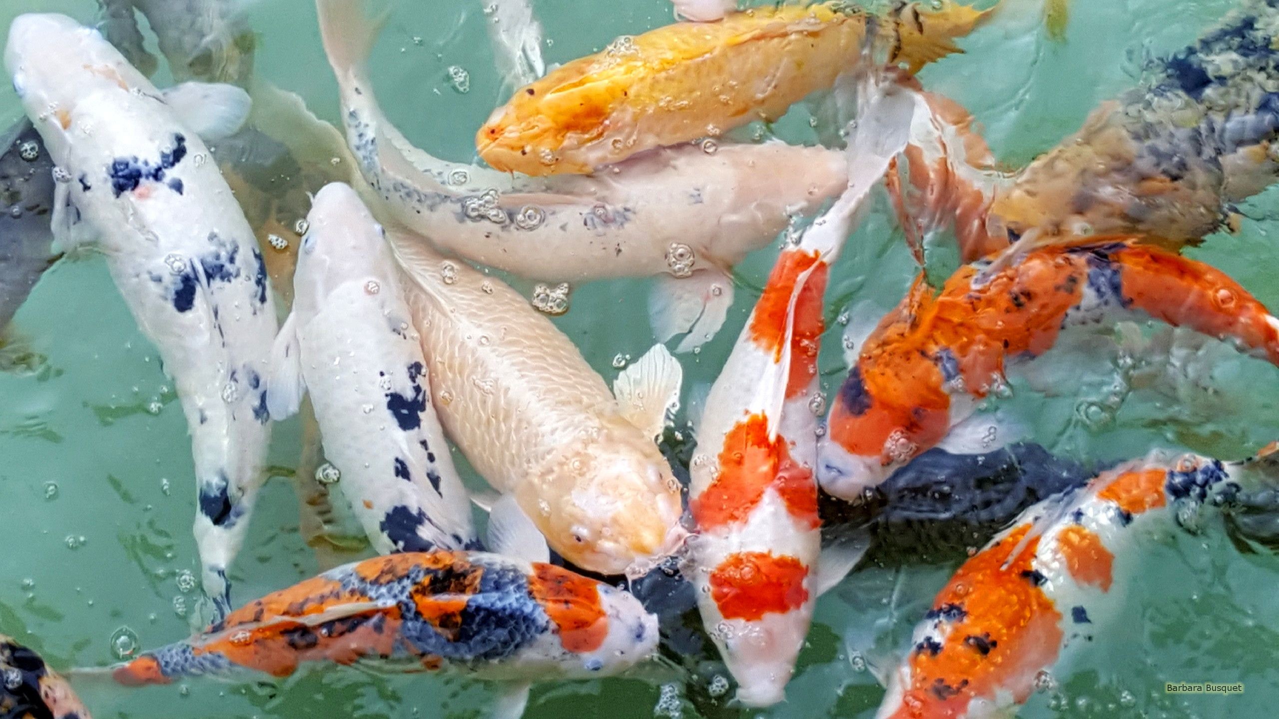 2560x1440, Koi Fish Live Wallpaper 28 Images On Genchi - Live Wallpaper Hd Free Download - HD Wallpaper 