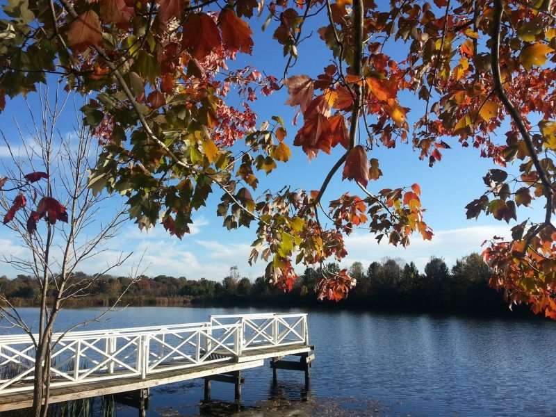 Gaialea E - Maple Leaf - HD Wallpaper 