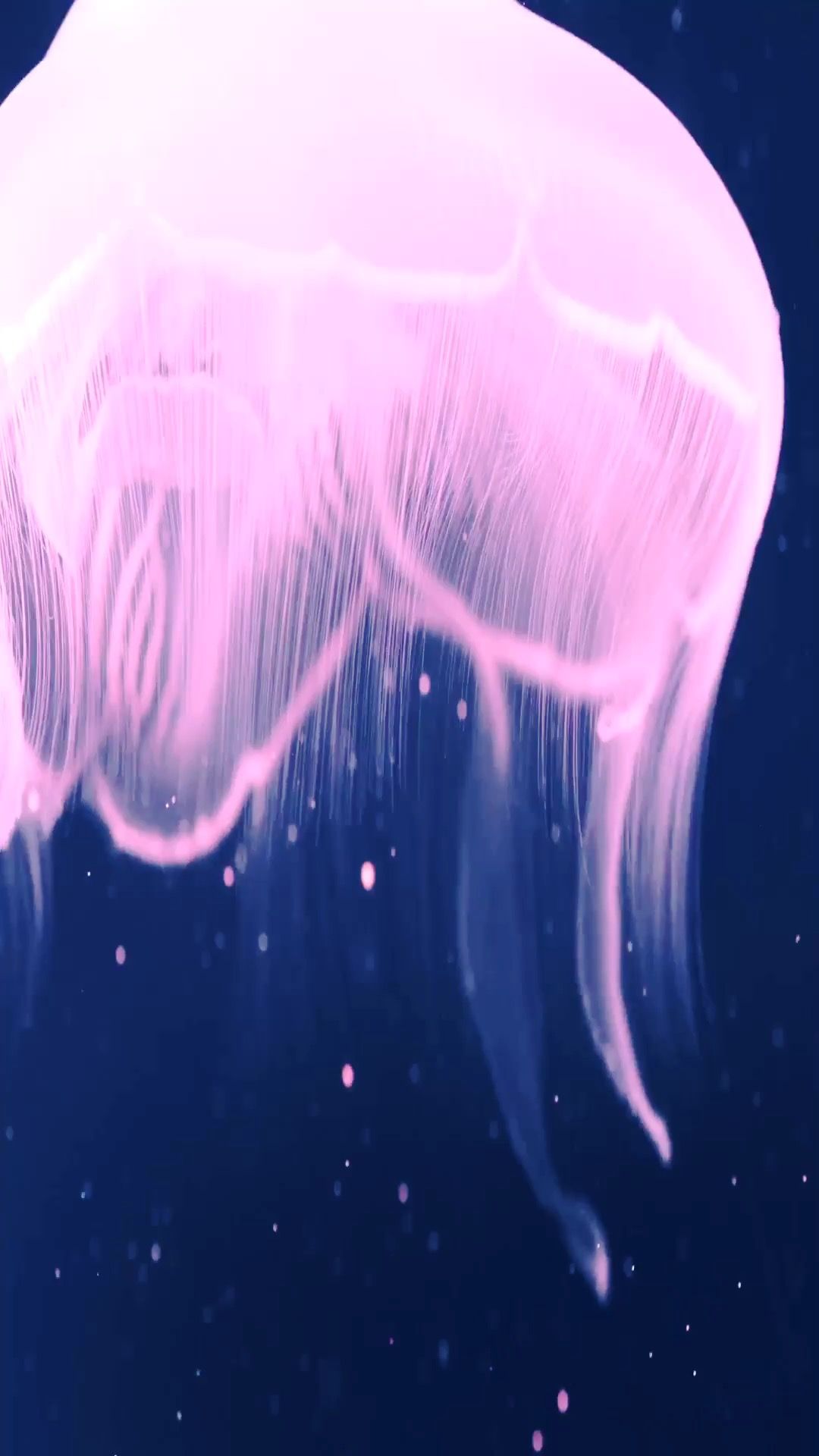 Jellyfish - HD Wallpaper 