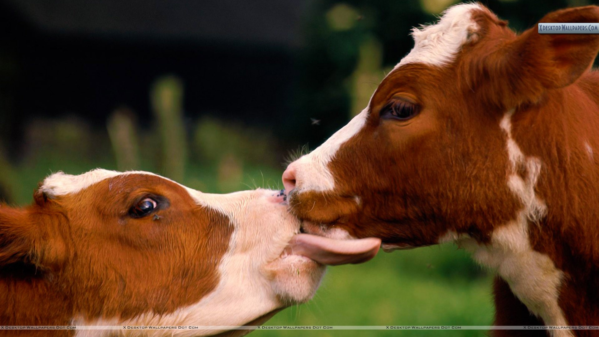 Kissing Cows - HD Wallpaper 