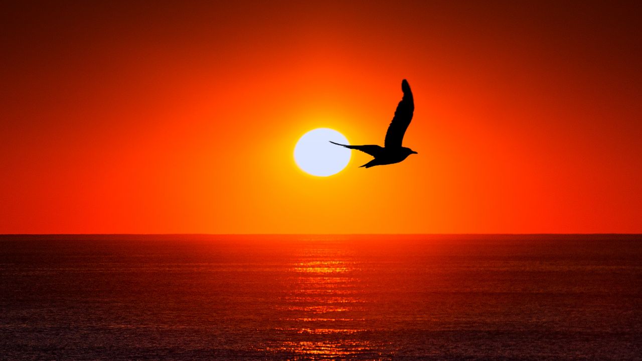 Sea With Bird And Sunset - HD Wallpaper 