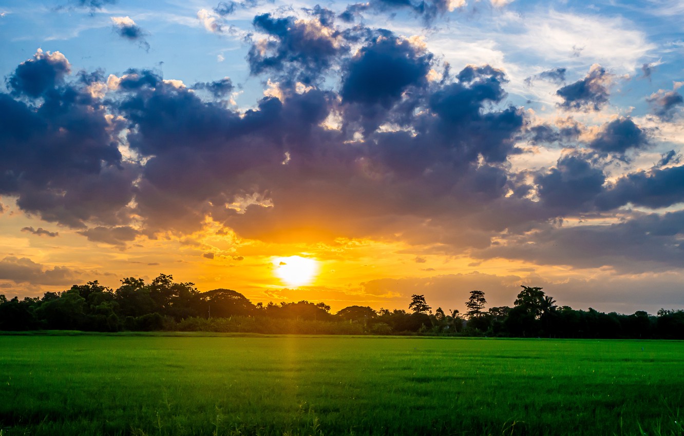 Photo Wallpaper Field, Forest, The Sky, Grass, Landscape, - Campos Verdes Paisajes - HD Wallpaper 