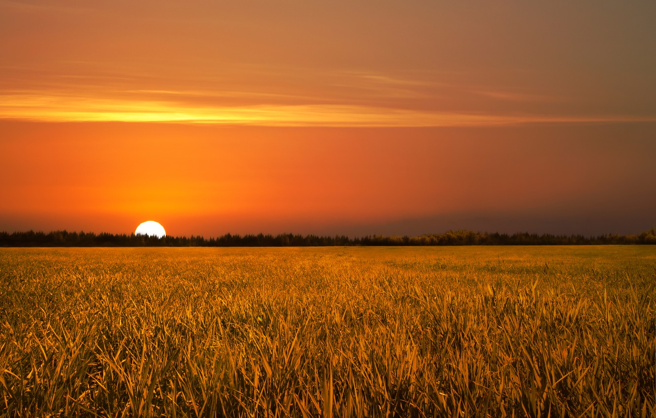 Photo Wallpaper Field, Sunset, Nature, Golden, Field, - Sunset In The Fields - HD Wallpaper 