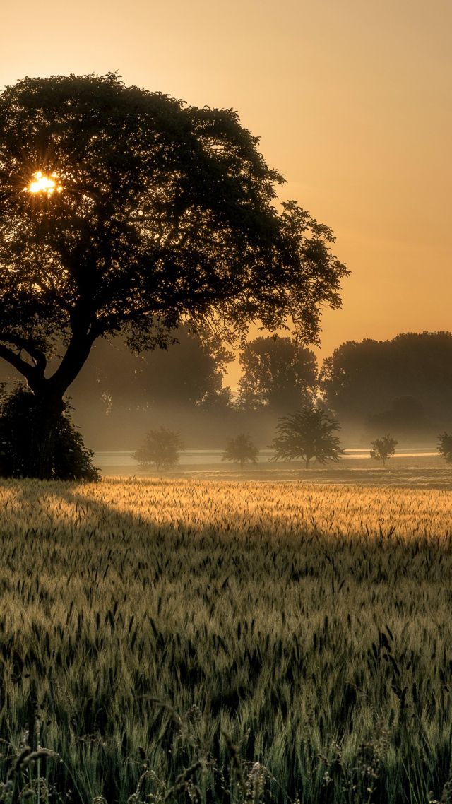 Sunset, Tree, Field, 4k - Sunset Tree - HD Wallpaper 