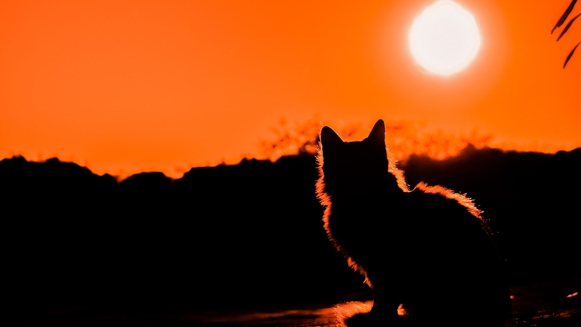 Sunset Cat Shadow Wallpaper - Cat Sunset - HD Wallpaper 