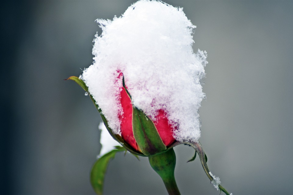 Rose, Snow, Winter, Garden, Love, Romantic, Wallpaper - Artificial Flower - HD Wallpaper 