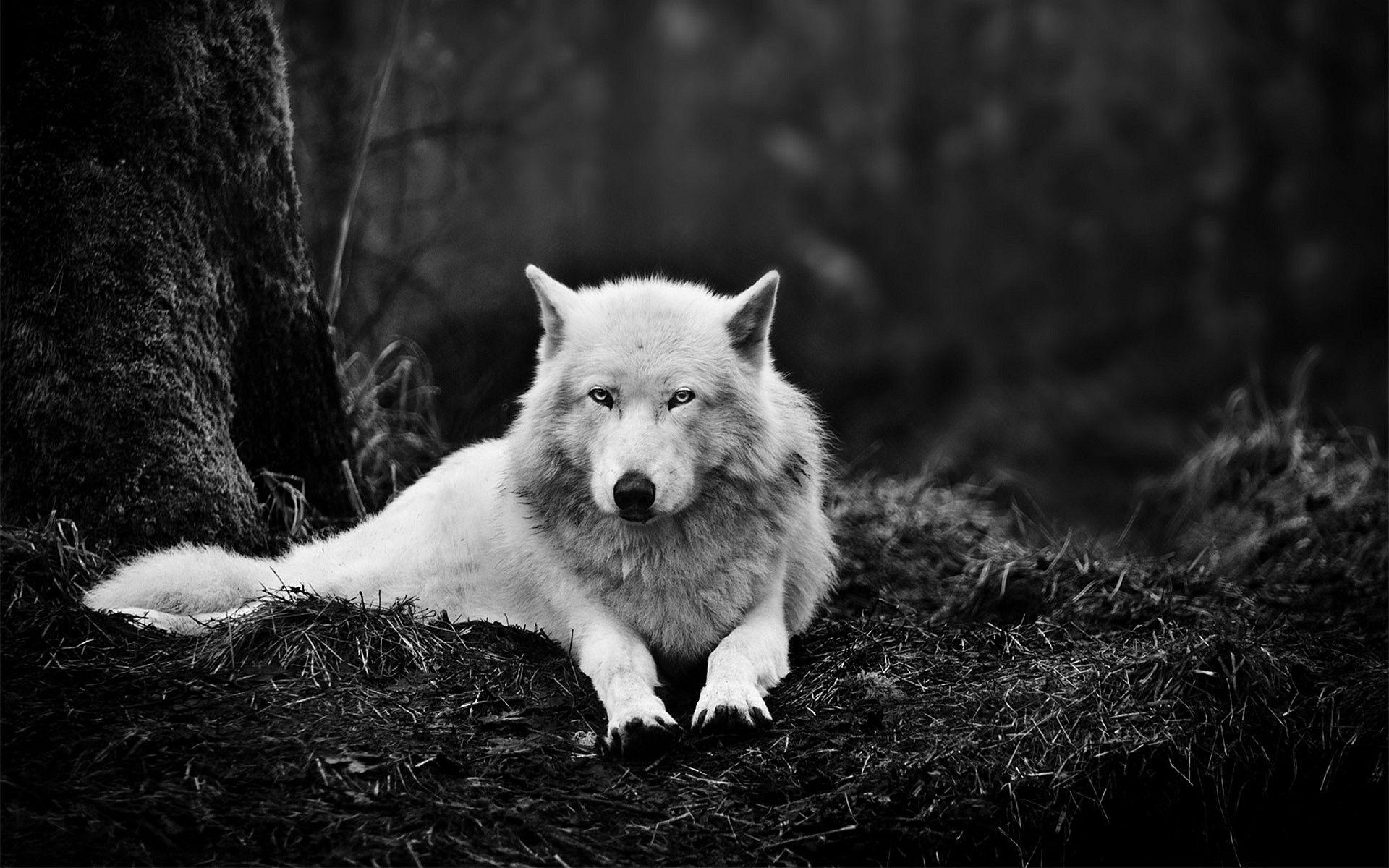 Wolf Wallpapers - Hd Wallpapers Wolf - HD Wallpaper 