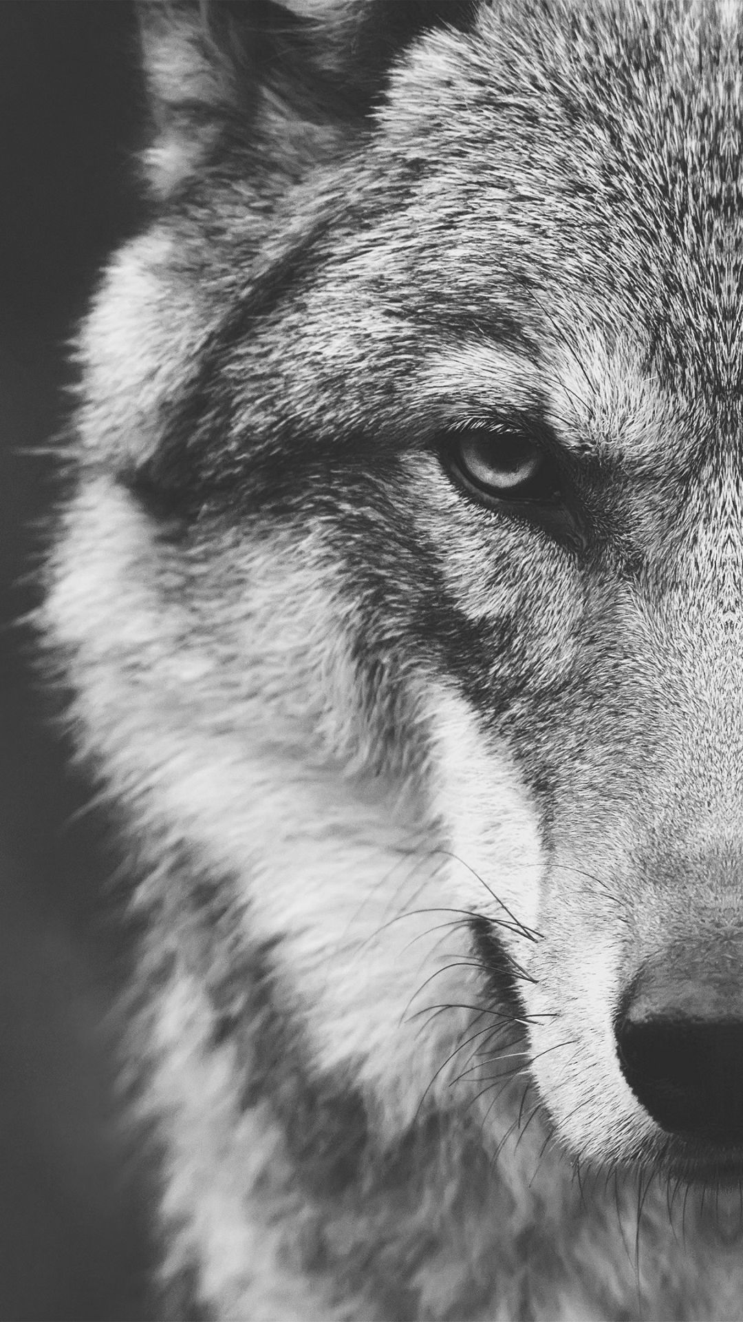 Wolf Wallpaper Iphone - HD Wallpaper 