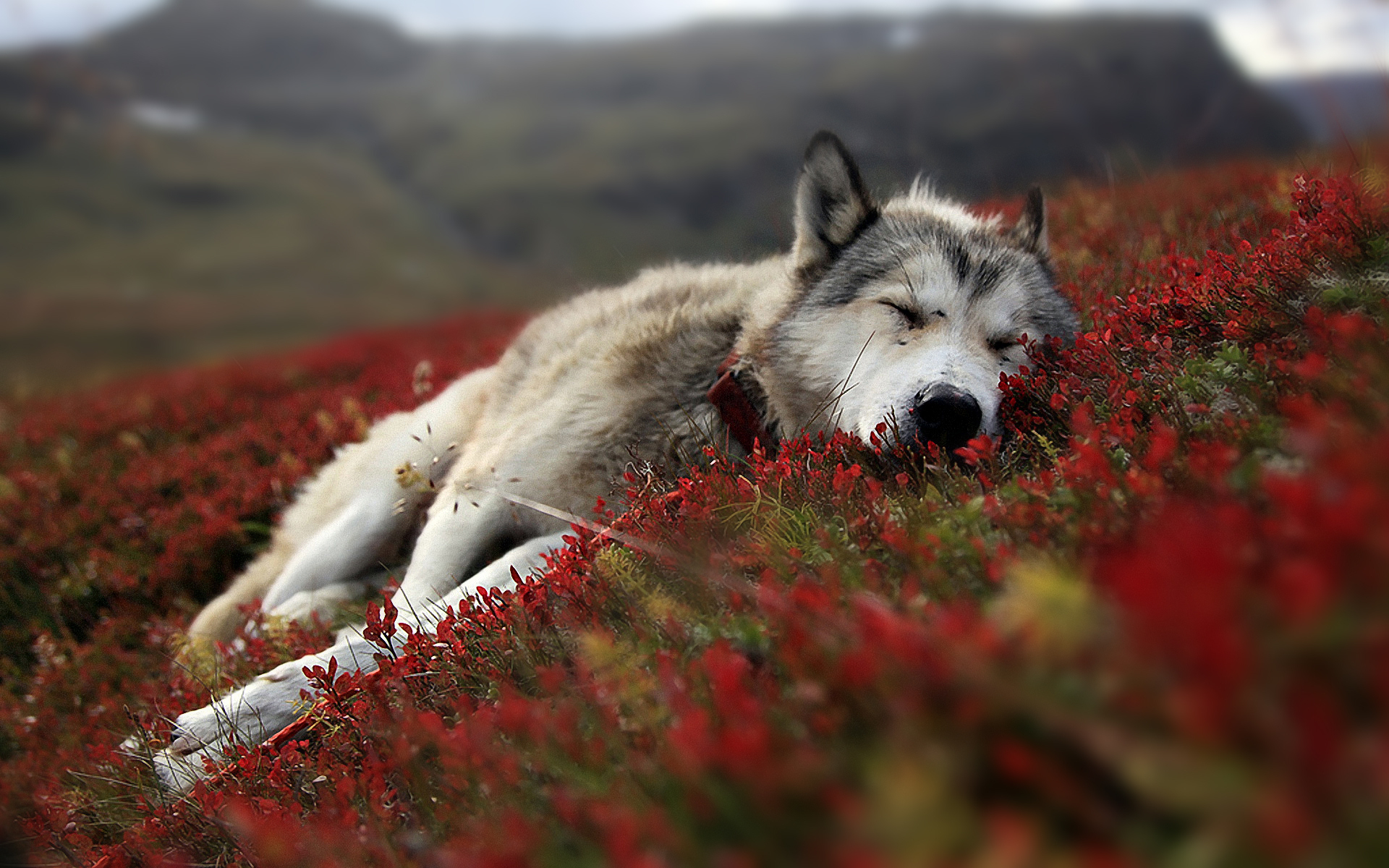 Adorable Wolf Wallpaper - HD Wallpaper 
