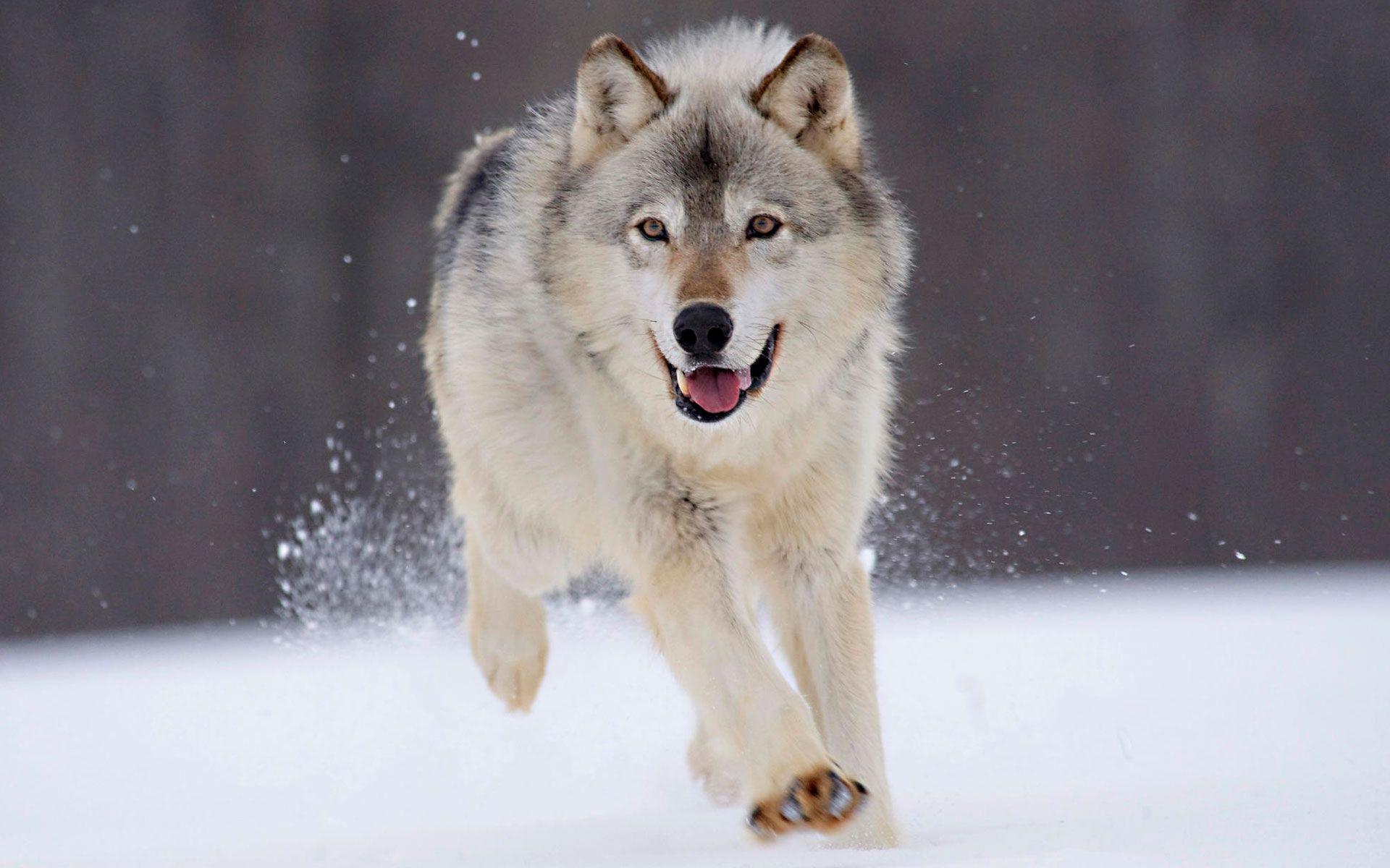 Wallpapers Hd Wolf Image 6 Hd Wallpapers - Wolf Hd - HD Wallpaper 