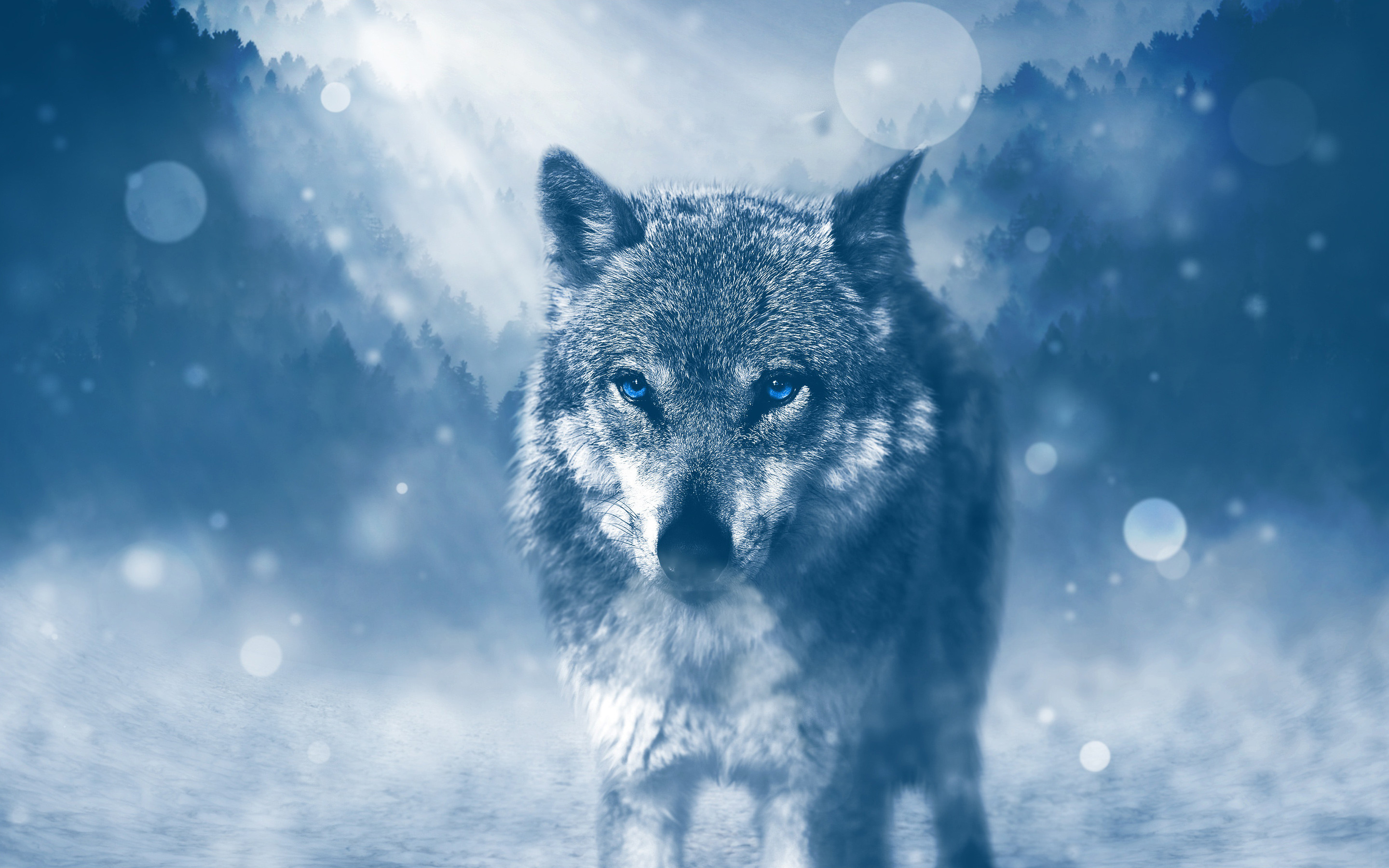 Wild Wolf 4k 
 Data-src - Wolf Wallpaper 4k - HD Wallpaper 
