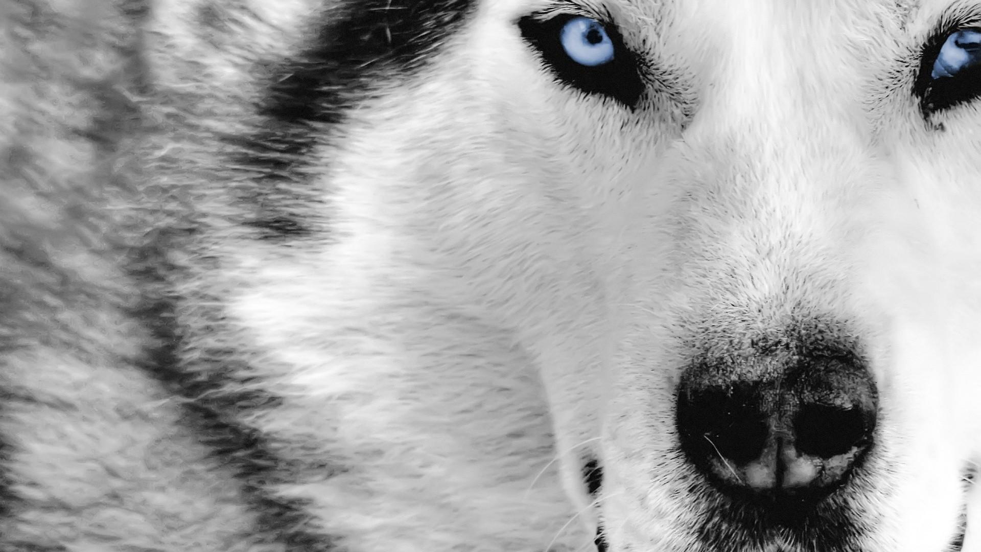 Wolf Wallpaper 1080p - Wolf Wallpaper Hd 1080p - HD Wallpaper 