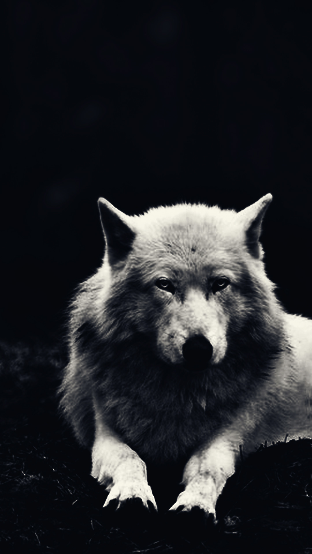 Black Wolf Wallpaper 63 
 Data-src - Wolf Wallpaper 4k Phone - HD Wallpaper 