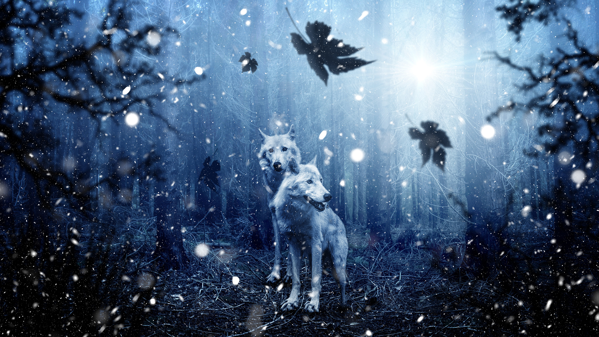 Dark Wolf Forest - HD Wallpaper 