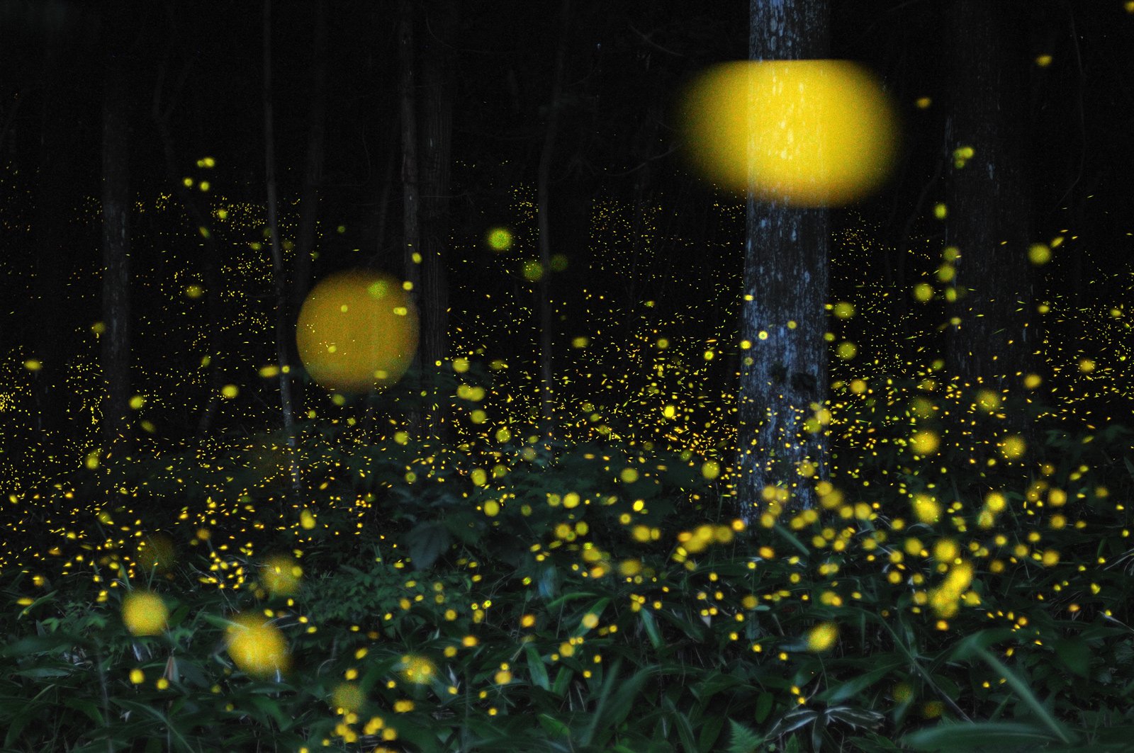 Firefly Animal - HD Wallpaper 