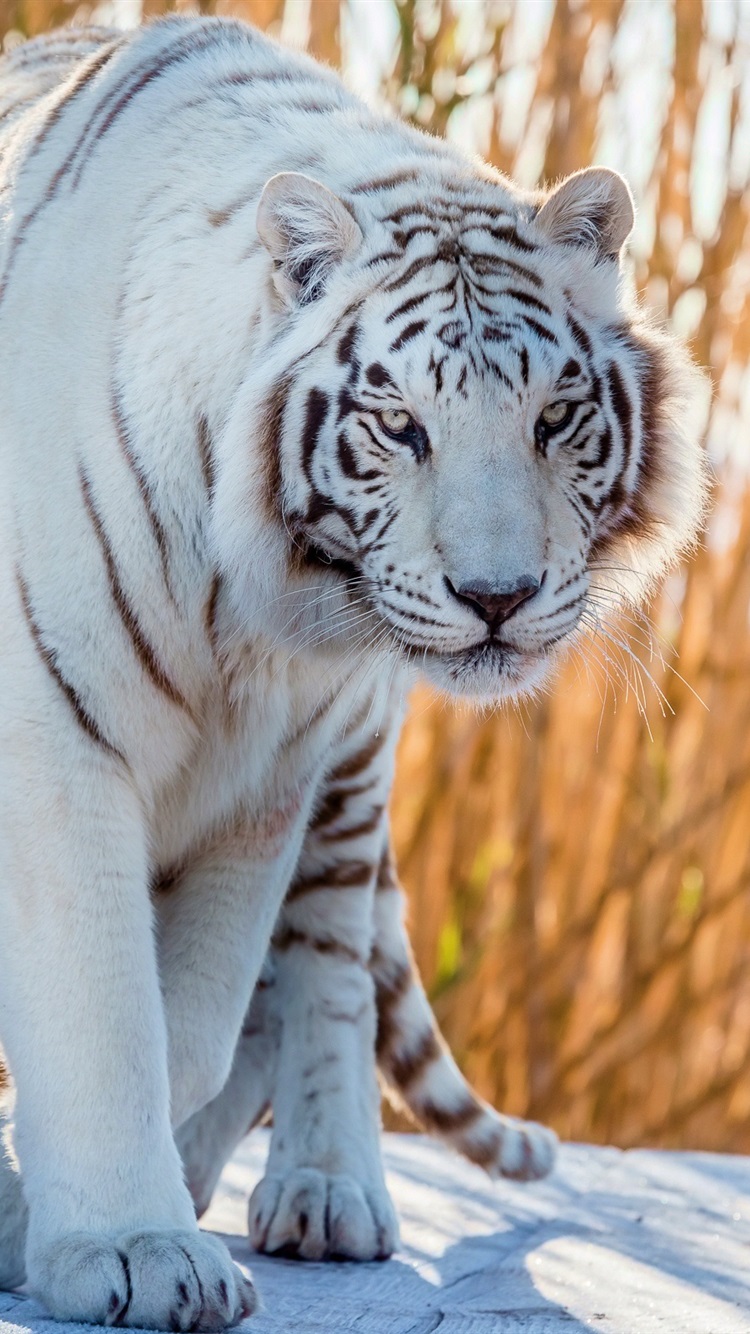 Beautiful Tiger And Cat - HD Wallpaper 