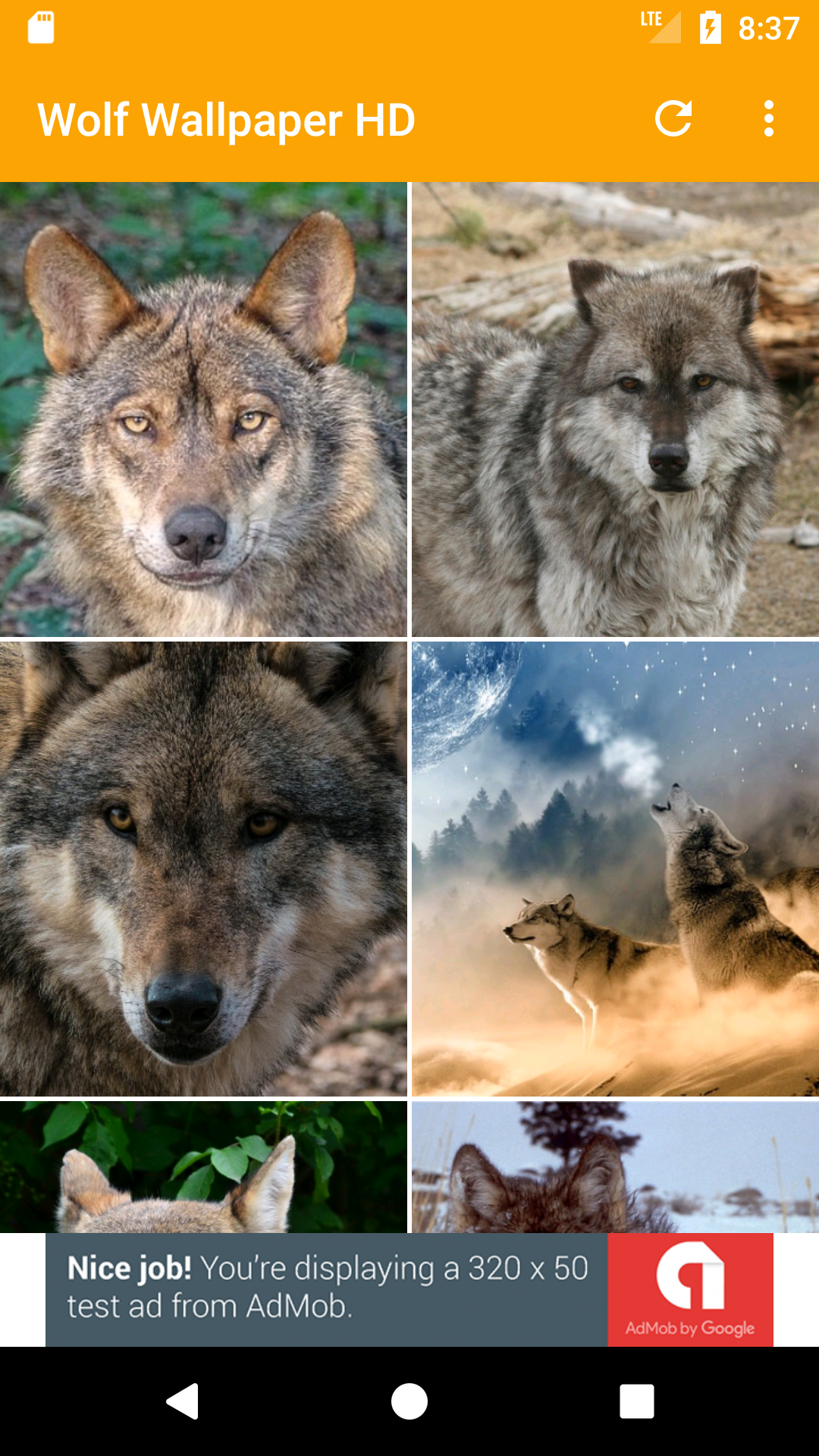 Czechoslovakian Wolfdog - HD Wallpaper 