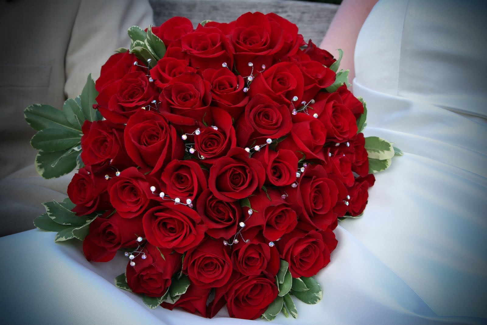 Most Beautiful Red Roses In The World - HD Wallpaper 