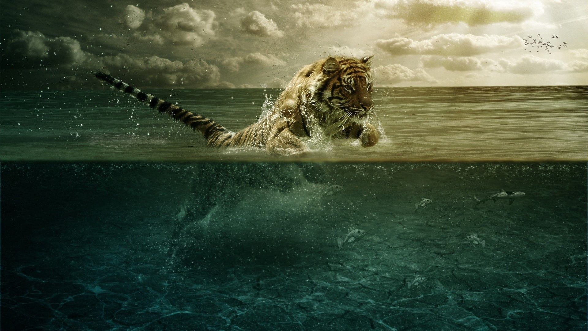 Tiger Desktop - HD Wallpaper 