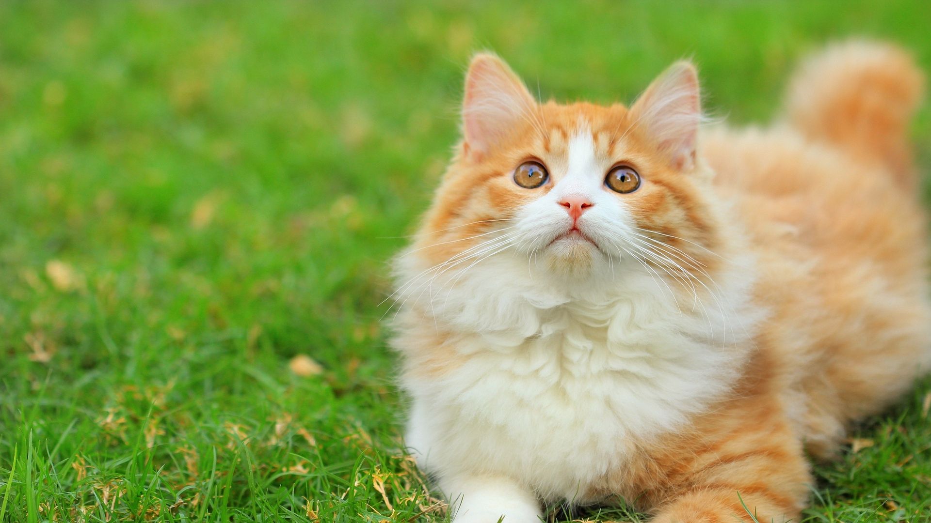 Download Wallpaper Grass, Green, Cat, White Haired, - Cute Fluffy Cat - HD Wallpaper 