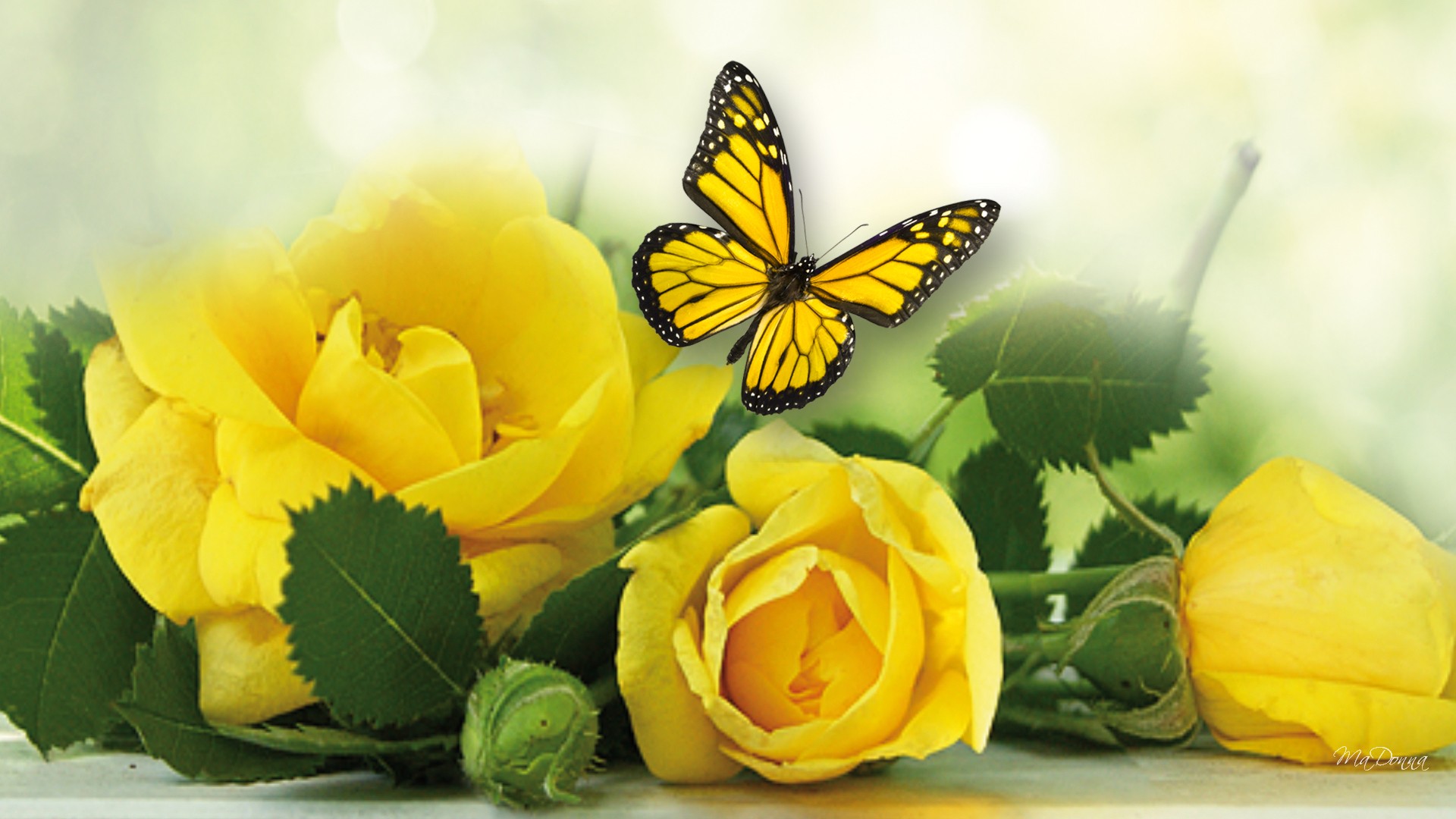 Yellow Roses And Butterflies - 1920x1080 Wallpaper - teahub.io